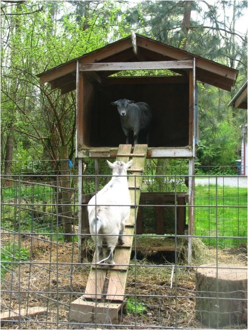 Goat Housing Plans 1000 Ideas About Goat House On Pinterest Goats Goat Goat Housing Plans 1000 Ideas About Goat House On Pinterest Goats Goat