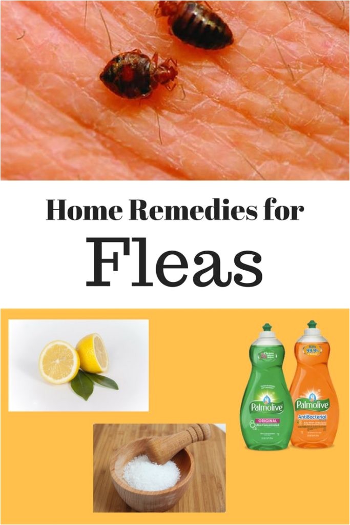 Home Remedies for Family Planning 10 Simple Home Remedies for Fleas In House and From Pets Home Remedies for Family Planning 10 Simple Home Remedies for Fleas In House and From Pets