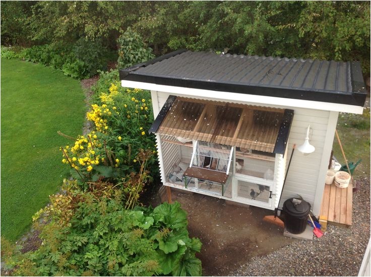 Homing Pigeon Loft Plans Best 25 Pigeon Loft Ideas On Pinterest Racing Pigeon Homing Pigeon Loft Plans Best 25 Pigeon Loft Ideas On Pinterest Racing Pigeon