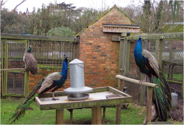 Peacock Housing Plans File Peacock Enclosure Upton Country Park Geograph org Peacock Housing Plans File Peacock Enclosure Upton Country Park Geograph org