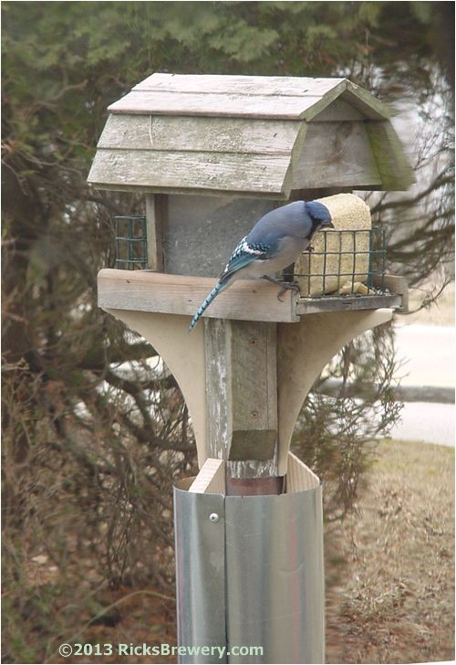 Squirrel Proof Bird House Plans Squirrel Baffle Bird Feeder Plans and Squirrel Proof Bird