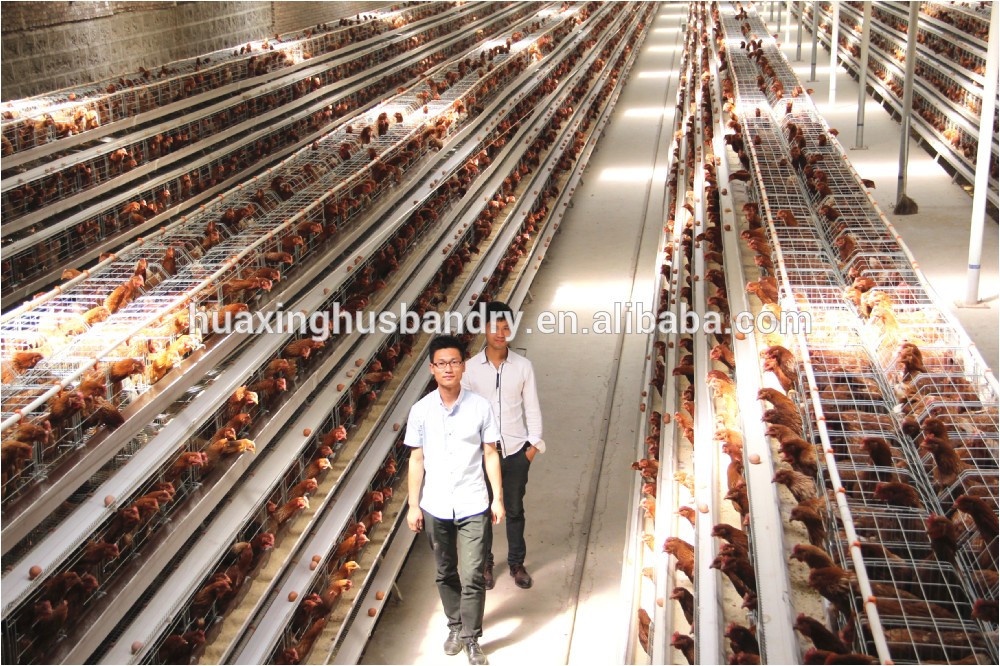 Commercial Chicken House Plans Design Of Commercial Chicken Houses Home Design and Style Commercial Chicken House Plans Design Of Commercial Chicken Houses Home Design and Style