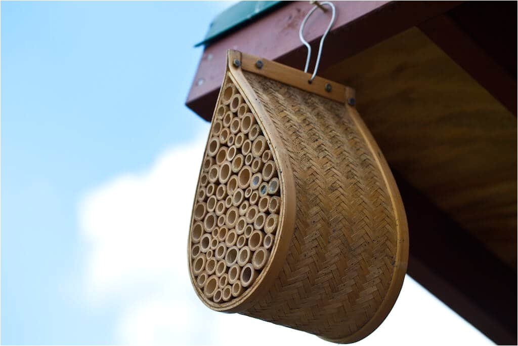 Mason Bee House Plans Bamboo Mason Bee House Steamy Kitchen Recipes Mason Bee House Plans Bamboo Mason Bee House Steamy Kitchen Recipes