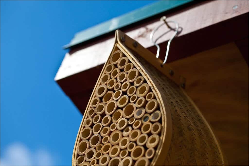 Mason Bee House Plans Bamboo Mason Bee House Steamy Kitchen Recipes Mason Bee House Plans Bamboo Mason Bee House Steamy Kitchen Recipes
