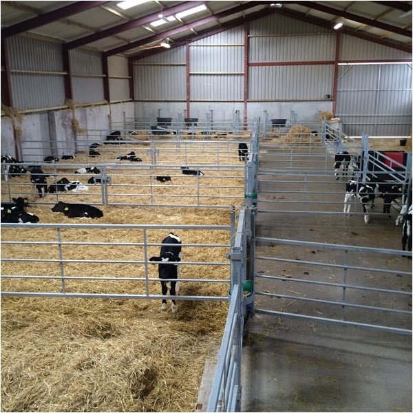 Calf Housing Plans Calf Housing Plans Escortsea Calf Housing Plans Calf Housing Plans Escortsea