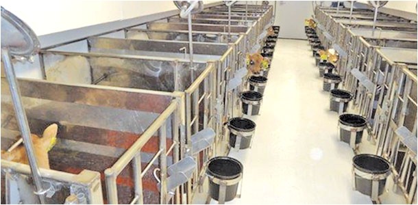 Calf Housing Plans Walking the Line Between Calf Care and Out Of Pocket Costs Calf Housing Plans Walking the Line Between Calf Care and Out Of Pocket Costs