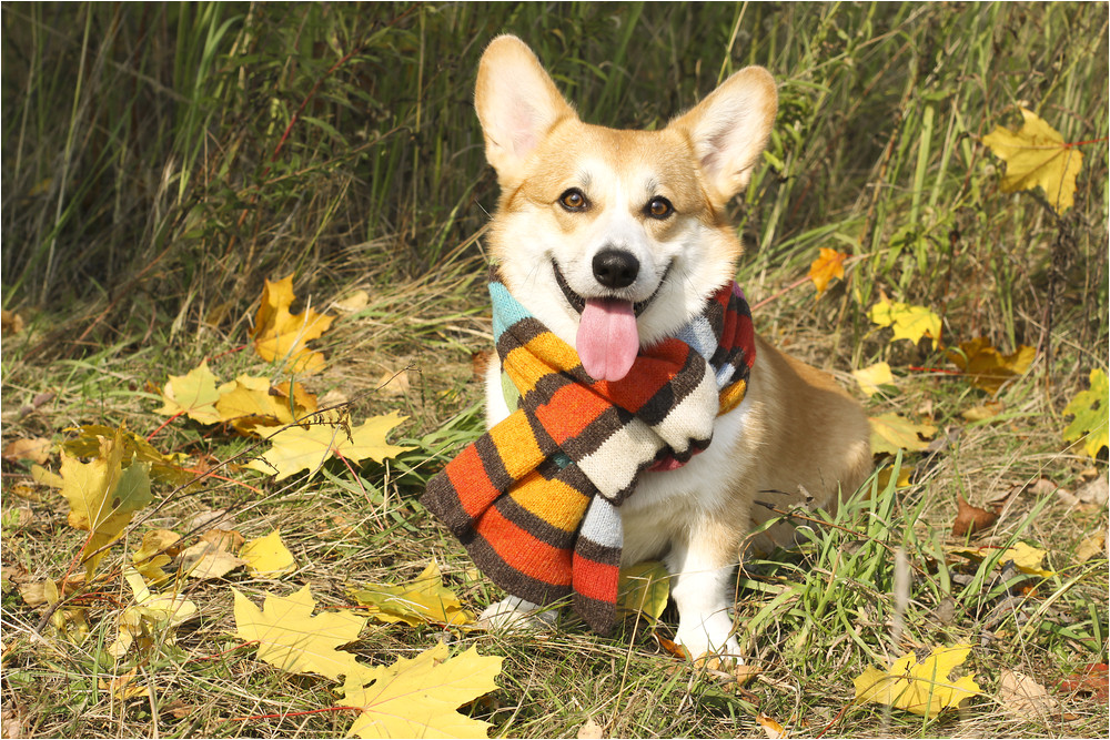 Corgi Home Plan Blakely Corgi Homeplan How Safe is Your Home Corgi Home Plan Blakely Corgi Homeplan How Safe is Your Home