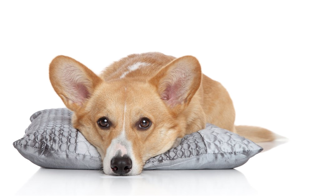 Corgi Home Plan Corgi Homeplan Corgihomeplan Twitter Corgi Home Plan Corgi Homeplan Corgihomeplan Twitter