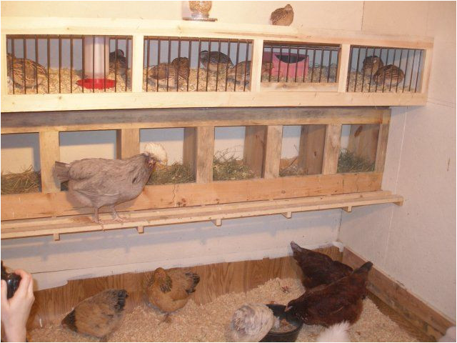Quail Housing Plans Coturnix Quail Housing Quail Housing Plans Coturnix Quail Housing