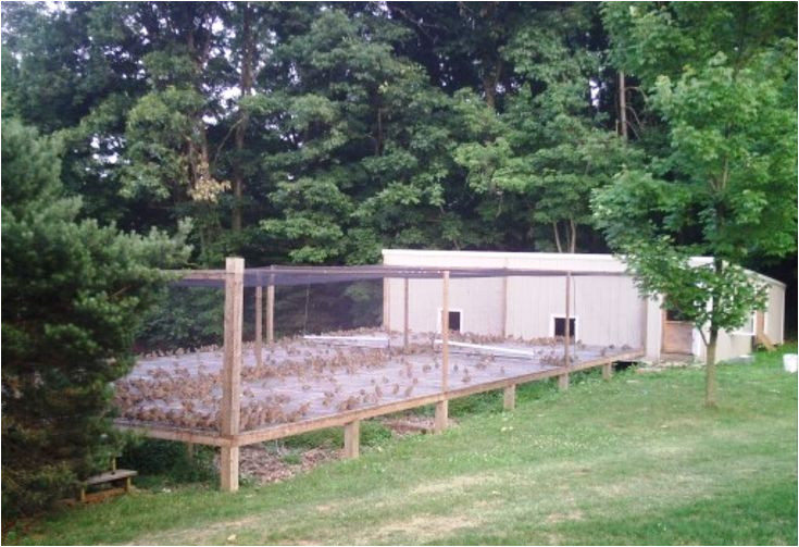 Quail Housing Plans top 25 Ideas About Quail On Pinterest Raising Ducks and Quail Housing Plans top 25 Ideas About Quail On Pinterest Raising Ducks and
