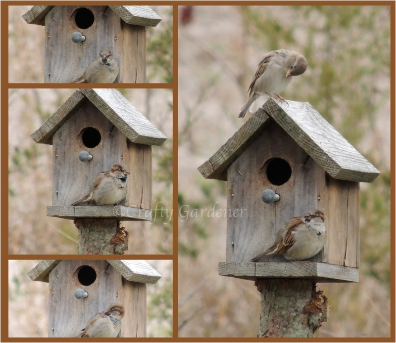 Sparrow Bird House Plans Sparrow Bird House Plans Sparrow Bird House Plans Sparrow Bird House Plans