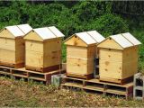 Bumble Bee House Plans the Best Ventilated Gabled Roof Honey Bee Suite