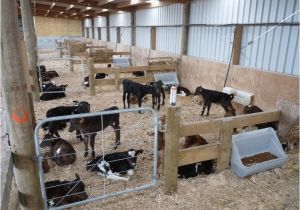 Calf Housing Plans Goat Barn Layout Plans Joy Studio Design Gallery Best