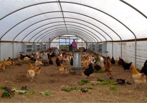 Chicken House Plans for 50 Chickens Chicken Coop Plans for 50 Chickens Chicken Coop Ideas Chicken House Plans for 50 Chickens Chicken Coop Plans for 50 Chickens Chicken Coop Ideas