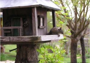 Chipmunk House Plans Chipmunk House Plans for Your Own Home House Design Ideas