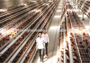 Commercial Chicken House Plans Design Of Commercial Chicken Houses Home Design and Style