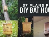 Diy Bat House Plans 37 Free Diy Bat House Plans that Will attract the Natural