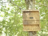 Diy Bat House Plans Free Bat House Plans Do It Yourself Plans Diy Free