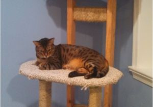 Diy Cat Tree House Plans Build Simple Cat Tree Diy Cedar Mailbox Plans