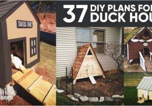 Diy Duck House Plans 37 Free Diy Duck House Coop Plans Ideas that You Can