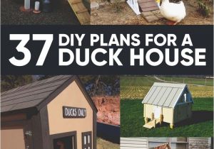 Diy Duck House Plans 37 Free Diy Duck House Coop Plans Ideas that You Can