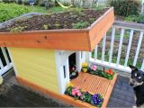 Dog House Plans Home Depot Dog House Home Depot Advantages Of Outdoor Dog Kennel and