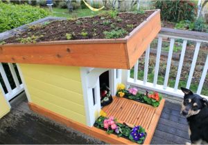 Dog House Plans Home Depot Dog House Home Depot Advantages Of Outdoor Dog Kennel and