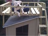 Dog House Plans Home Depot How to Build A Dog House with Sun Deck at the Home Depot