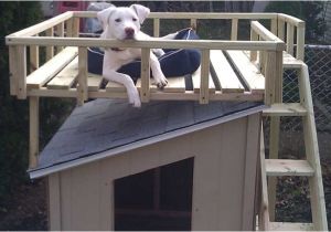 Dog House Plans Home Depot How to Build A Dog House with Sun Deck at the Home Depot
