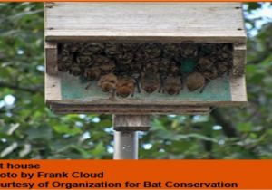 Easy Bat House Plans Easy Cabin Plans with Loft Joy Studio Design Gallery