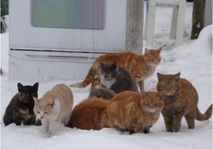 Feral Cat House Plans Free Feral Cat House Plans Free How to Making Woodwork Pdf