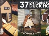 Floating Duck House Plans Instructions 37 Free Diy Duck House Coop Plans Ideas that You Can
