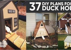 Floating Duck House Plans Instructions 37 Free Diy Duck House Coop Plans Ideas that You Can
