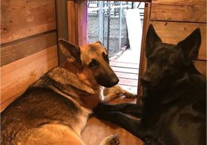 German Shepherd Dog House Plans Free Dog House Plans for German Shepherds