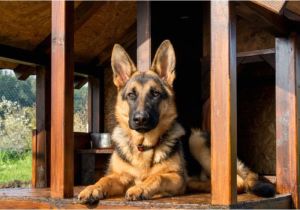 German Shepherd Dog House Plans Free German Shepherd Dog House Plans