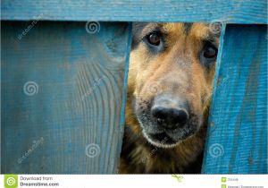 German Shepherd Dog House Plans German Shepherd Dog House Plans About Animals