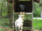 Goat Housing Plans 1000 Ideas About Goat House On Pinterest Goats Goat
