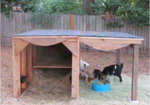 Goat Housing Plans Best 25 Goat Shed Ideas On Pinterest Goat House Goat