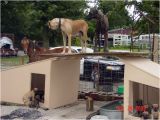 Great Dane Dog House Plans Dog House Great Dane 28 Images Great Dane Not In the
