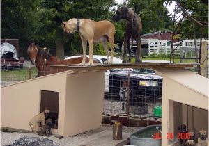 Great Dane Dog House Plans Dog House Great Dane 28 Images Great Dane Not In the