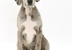 Great Dane Dog House Plans Dog House Plans for Great Danes