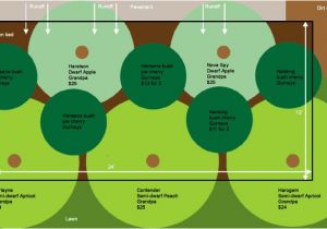 Home orchard Plan Fruit Tree Guild Plans Eat Close to Home