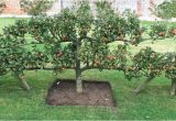 Home orchard Plan How to Plan An orchard Hgtv
