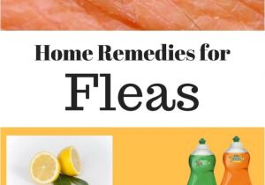 Home Remedies for Family Planning 10 Simple Home Remedies for Fleas In House and From Pets