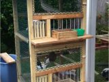 Homing Pigeon Loft Plans 25 Best Ideas About Pigeon Cage On Pinterest Macaw Cage