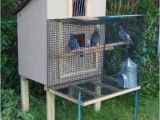 Homing Pigeon Loft Plans Click to See Full Size Image Pigeon Coop Pinterest
