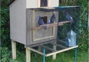 Homing Pigeon Loft Plans Click to See Full Size Image Pigeon Coop Pinterest