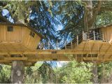 Livable Tree House Plans Fancy Treehouses