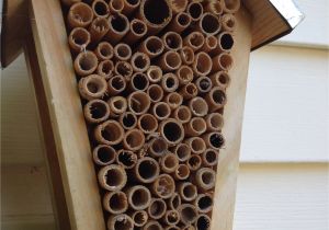 Mason Bee House Plans Bamboo Mason Bee House More On solitary Bees