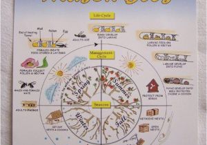 Mason Bee House Plans Mason Bee Nest Plans Mason Bee House Plans Mason Bee Nest Plans